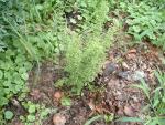 Chenopodium botrys  (Seed)